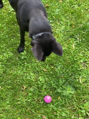 A post by @shadow.16.09.2020 on TikTok caption: Old one  #shadow #belgianmalinois #bestfriend #clever #blackdog #tiktokdog 