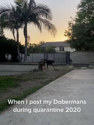 A post by @serenaas17 on TikTok caption: Thank you for all the love 🥰♥️ #doberman #fyp #dobermansoftiktok #blue #natural #fawndobie 