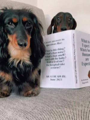 A post by @charlie.sausagedog on TikTok caption: We got promoted to big brother and sister! Do you think we will do a good job? 👶🏻🍼💙 #pregnancyannouncement #dogtok #sausagedog #dachhsundsoftiktok 