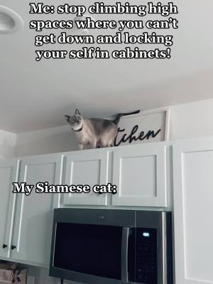 A post by @leahhhhaha on TikTok caption: Owning a Siamese cat there is never a dull moment 😂. #siamese  #fyp #taylorswift #imtheproblemitsme #siamesecatsoftiktok #naughtycat #fypシ #happynewyear #siamesekitten 