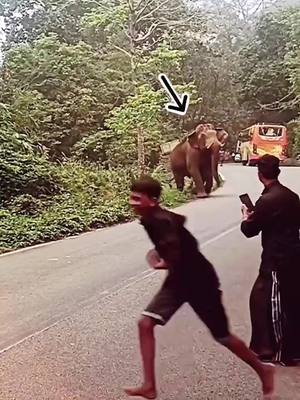 A post by @animalsatmorning10.0 on TikTok caption: By arun_kochu_ds (Ig) #elephant #animals