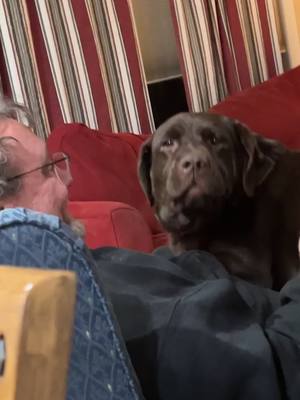 A post by @shortyxblondie on TikTok caption: Dr. Diesel VCBD, doctorate of very chaotic brown dog. #chocolate #chocolatelab #goodboy #chaos #chocolatelabrador #cute 