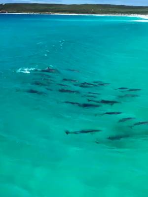 A post by @mariocruff on TikTok caption: Delfines surfeando en aguas cristalinas, fascinante video para compartir las maravillas naturales.. #naturaleza🐬🐬💞 