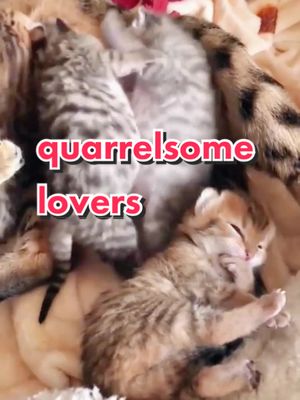 A post by @quit_cats_center on TikTok caption: Those quarrelsome lovers in the kitten #foryou #fyp #cat #pets #funny