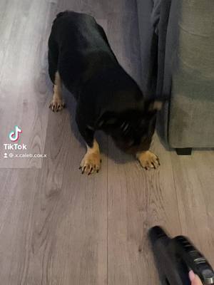 A post by @.x.caleb.cox.x on TikTok caption: #French bulldog