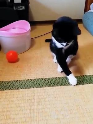 A post by @catkeeper01 on TikTok caption: The brain's not working so well...#kitten #pet #foryou