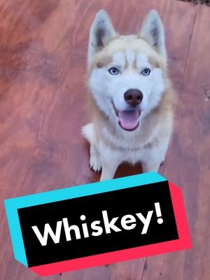 A post by @whiskey_the_huskyy on TikTok caption: #k18results #whiskeythehuskyy #huskylife #huskypup #husky #huskysoftiktok #doglife #huskysiberiano #showusyourpetchallenge 