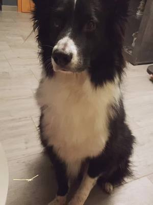 A post by @mandychico on TikTok caption: #Malu #seelenhund #fy #hungry #Prinz #Love #mydogismybestfriend #mybestie #FoodLover#BorderCollie #australianshepherd #Leben 