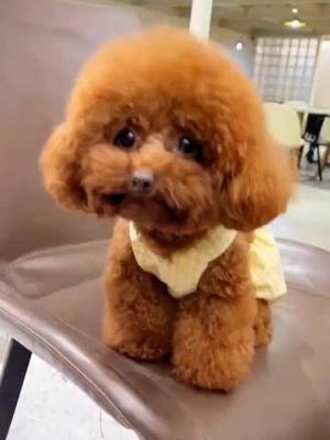 A post by @adorablelife3 on TikTok caption: #dog #cute #cutedog #fyp #foryou 