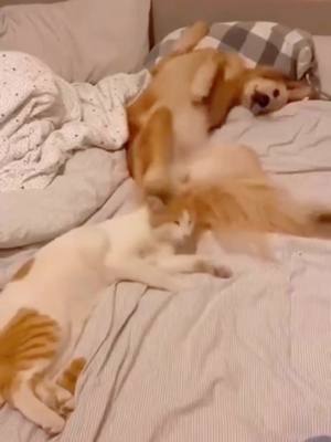 A post by @catkeeper01 on TikTok caption: The kitten card point dance..#kitten #pet #foryou