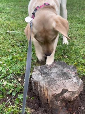 A post by @keylathelabrador on TikTok caption: Buddeln wir mal Mama 🤍🐾#fypシ #viral #buddeln #labrador #Love #fun#puppy #doglife #dogsoftiktok #funnyvideos#dogmoments#