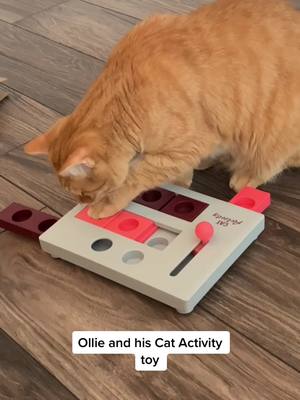 A post by @binxie_and_oliver on TikTok caption: Ollie loves this toy/treat dispenser! #orangecat #smartcatsoftiktok  #gingercat