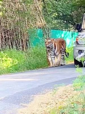 A post by @richardwildphotography on TikTok caption: By she_is_not_lostt_ (Ig) #tiger #animals