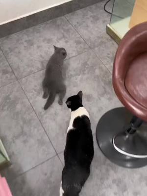 A post by @wangf3146 on TikTok caption: Look at its new way of walking😂😂#cat #funny 