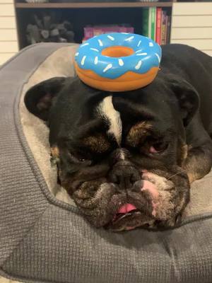 A post by @foxburrowbulldogs on TikTok caption: 🍩🍩🍩