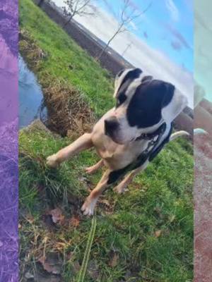 A post by @xena_the_lil_greatdane on TikTok