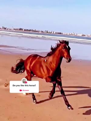 A post by @morehobby on TikTok caption: #question from @morehobby #horse#hobby#funny#tiktok#for you