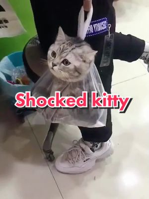 A post by @quit_cats_center on TikTok caption: #foryou #fyp #fy #cat #animals #funny #humor #pet