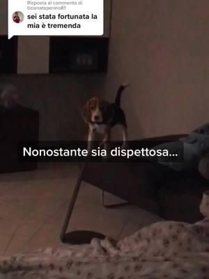 A post by @_beaglemma on TikTok caption: Risposta a @tizianateperino81 “Lei è il mio “nonostante tutto”...ammetto che Emma(come molti Beagle)non sia un cane perfetto,ha molti difetti e a volte è difficile da gestire.Ma l’affetto,le soddisfazioni,l’amore che ricevo da lei...annullano tutti i suoi difetti.”❤️🐶