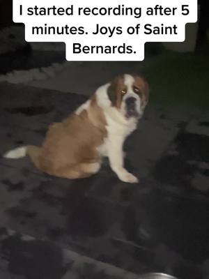 A post by @arthurbellathesaint on TikTok caption: Stubborn Saint Bernards anyone?? #saintbernard #bestdogs #stubborn 