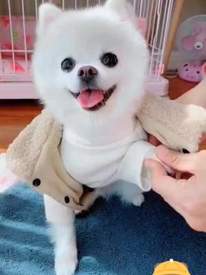 A post by @adorablelife3 on TikTok caption: #dog #cutedog #cute #clothes #foryou #fyp 