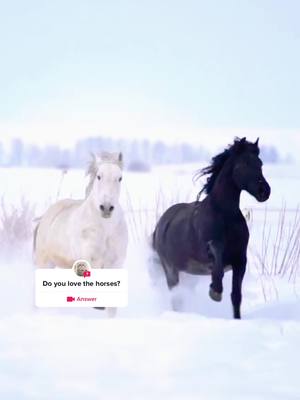 A post by @morehobby on TikTok caption: #question from @morehobby #horse#for you#funny#frp#frpg