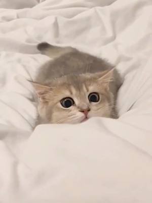 A post by @catkeeper01 on TikTok caption: Miao miao😽😽#kitten #pet #foryou 