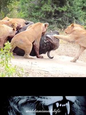 A post by @wildanimalslife on TikTok caption: #wildlife #wildanimal #wildanimals #animals #babyanimals #killers  #animalvideos #leopard #lion #tiger #hyena #wildanimalslife 