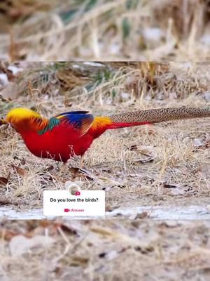 A post by @morehobby on TikTok caption: #question from @morehobby #bird#pet#animals #for you