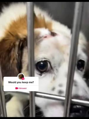 A post by @knhureb174 on TikTok caption: #question from @asdfg037zk #foryou #fyp #poor #pet #dog 