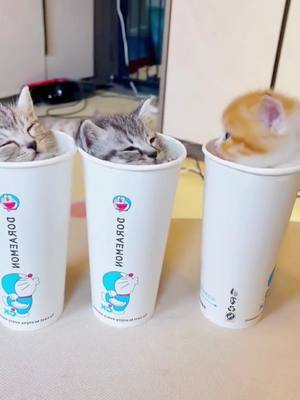 A post by @catkeeper01 on TikTok caption: Do you like these cute little ones 😽#kittensoftiktok #pet #cutecat 