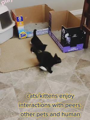 A post by @funnykittensmakefun on TikTok caption: #pet #catkitten #catkittycatkittykittycatcat #catsoftiktok #foryourpage #foryou #fyp #cutekitten #cutekitty