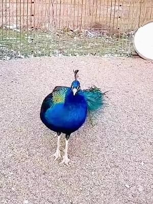 A post by @morehobby on TikTok caption: #peacock#pet#animal#for you#beautiful