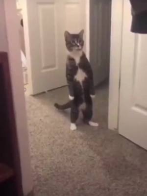 A post by @funnytos1 on TikTok caption: funny #fyp #pet #foryou #foryoupage #cat #cats #petcat #catsoftiktok #animal #funnyanimals #funnyvideos #funny #pet #fyp