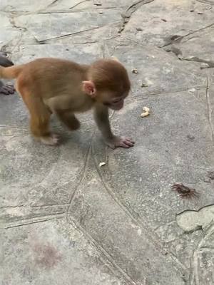 A post by @ambyrkat on TikTok caption: Curious baby #loveyoutiktok❤ #fyp #15svines #tiktok 