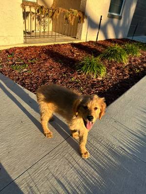 A post by @beth_carr420 on TikTok caption: Meet Jax Ryder, the new family edition and my sons best pal #jax #jaxteller #SOA #sonsofanarchy #goldenretriever #goldenretrieverpuppy #mansbestfriend 