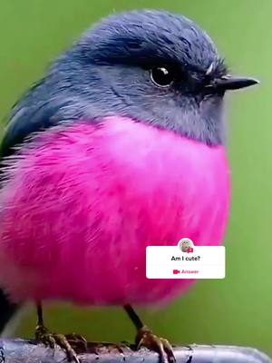 A post by @morehobby on TikTok caption: #question from @morehobby #bird#cute#for you