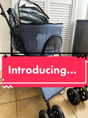 A post by @kelvingnocchibumbles on TikTok caption: New cat stroller that we got for Gnocchi, but Kelvin is testing it out! #spoiled #cat #ricky #kelvin #gnocchi