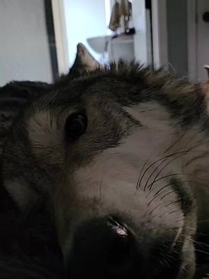 A post by @logan_and_kai on TikTok caption: his most favorite nickname 🥰🥰 #wolfdog #snuggles #snugglewumpus  #nicknames 