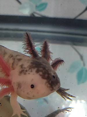 A post by @greatlakelottls on TikTok caption: Hershey nibbling on a worm chunk #greatlakelottls #axolotlbreeder #mosaicaxolotl #aquatics #aquatic #axolotl #axolotls #axolotlsoftiktok #fishtok #amphibian #babyaxolotl #tank #tanks #cuteaxolotl #rareaxolotl #mosaic 