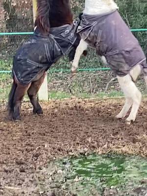 A post by @alessandro.perri on TikTok caption: Angel e Guido, chi ha vinto secondo voi? 😅♥️ #minihorse #minidonkey #donkey #pony #perte