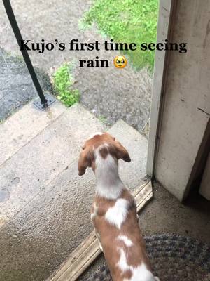 A post by @beaglegoesbaroo on TikTok caption: rain is ✨fascinating✨ #puppy #puppytok #beaglepuppy #goodboy 