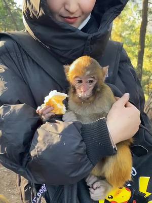 A post by @poormonkey689 on TikTok caption: #🥰🥰 #🐒🐒🐒 #monkeys #poormonkey #monkeybaby #monkeyface #babymonkey #monkey #monkeytiktok #monkeylover #animals 