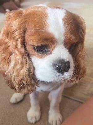 A post by @ezrathecavalier on TikTok caption: resting floof face 🐶 #fyp #foryou #cavalier #cavalierkingcharlesspaniel #cavalierkingcharles #dog #cute #foryoupage 