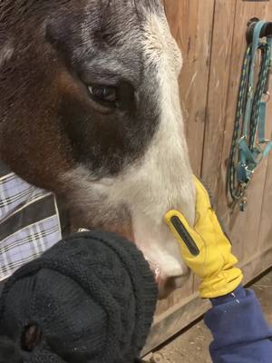 A post by @fourthtimesequestrian on TikTok caption: I saw this video from @The giggling squirrel on fyp and needless to say I had to try it on Bug…. Sound up for his mouth farts 🤌 #itsbugslifeeee 