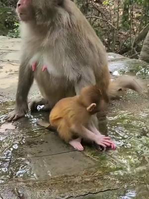 A post by @ambyrkat on TikTok caption: Cute monkey #loveyoutiktok❤ #fyp #15svines #prank 