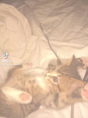 A post by @tylervarozza on TikTok caption: Reposting cuz sound got talen down #cat #catsoftiktok #cats #catlover #kitten #kittensoftiktok #kittens #kittenlove #kittentok #kittencat #cute #cutecat #cutecats #cutecatsoftiktok #cutekitten #cutekittens #cutekittensoftiktok 