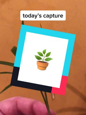 A post by @the.gr33nwitch on TikTok caption: #plantsoftiktok