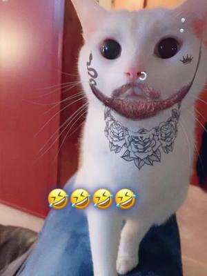 A post by @northerndaisy on TikTok caption: Link sporting his beardo 🤣#cattok 