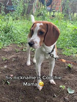 A post by @beaglegoesbaroo on TikTok caption: coochie anthem #yunggravy #beagle #doggo #dognicknames 